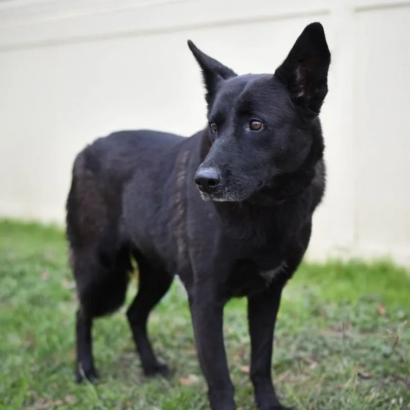 Raven Jum thumbnail 3