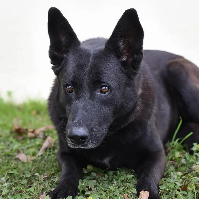 Raven Jum thumbnail 4