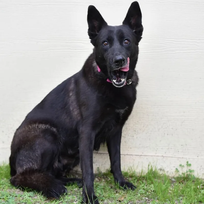 Raven Jum thumbnail 5