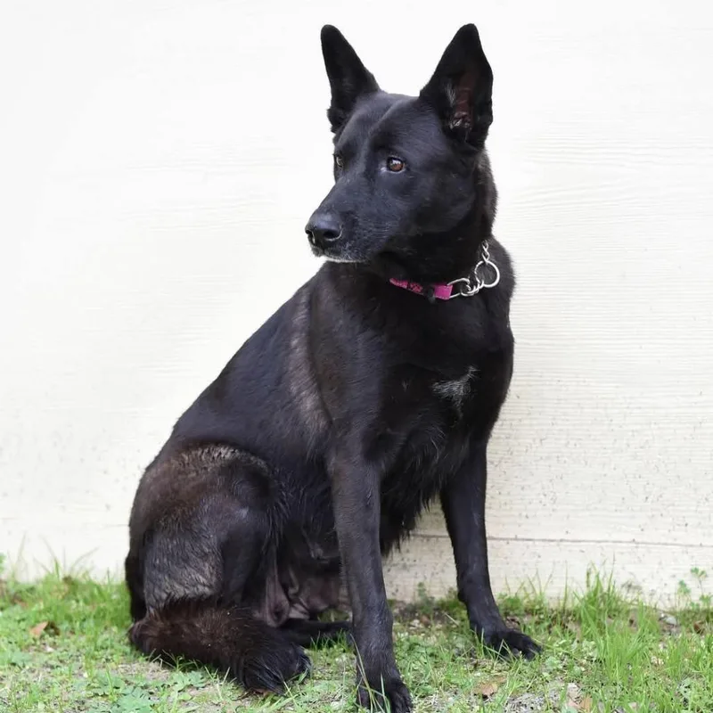 Raven Jum thumbnail 6