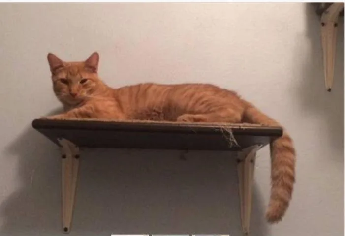 Pumpkin Shark thumbnail 2