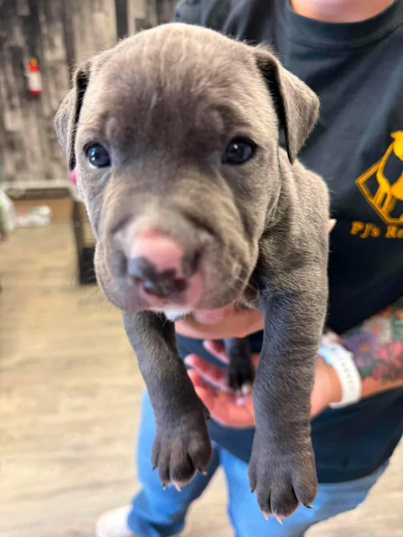 A baby medium-sized male American Staffordshire Terrier dog named Birch for adoption in Duluth, MN