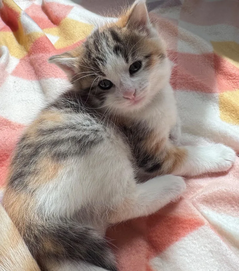 A baby medium-sized female Torbie Domestic Short Hair cat named Flora for adoption in Mason City, IA