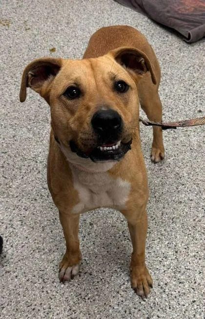 An adult small-sized female Yellow / Tan / Blond / Fawn Mixed Breed dog named Nillie for adoption in Kansas City, MO