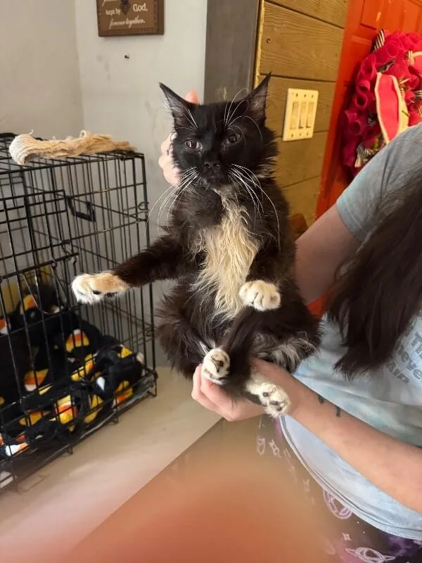 Goldfinger thumbnail 2