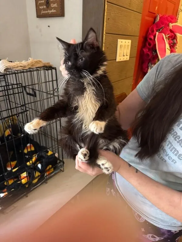 Goldfinger thumbnail 3