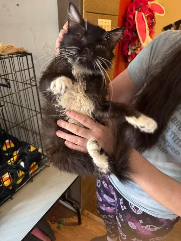 Goldfinger thumbnail 4