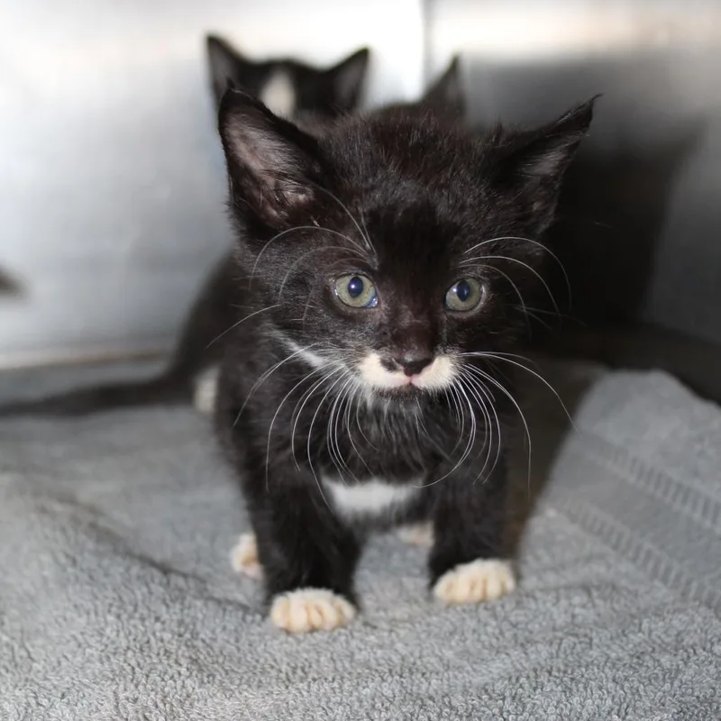 A baby small-sized male Domestic Medium Hair cat named Van Halen for adoption in Auburn, AL