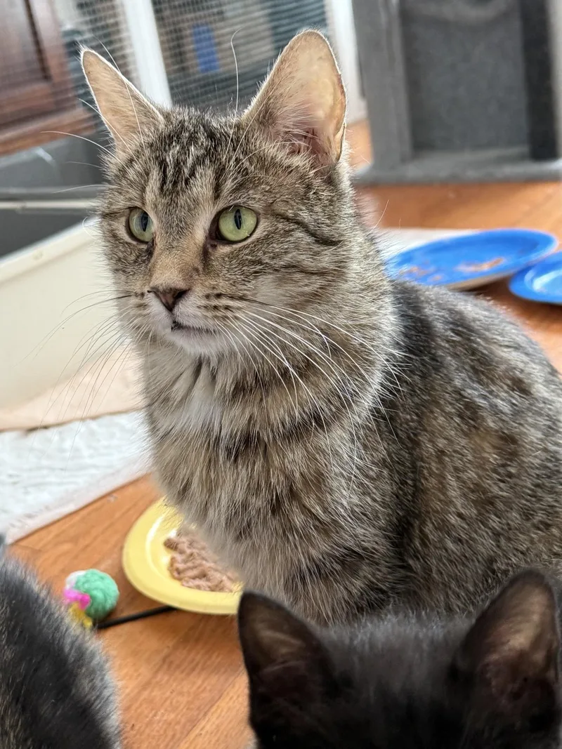 An adult medium-sized female Tabby (Buff / Tan / Fawn) Domestic Short Hair cat named Princess for adoption in Murfreesboro, TN