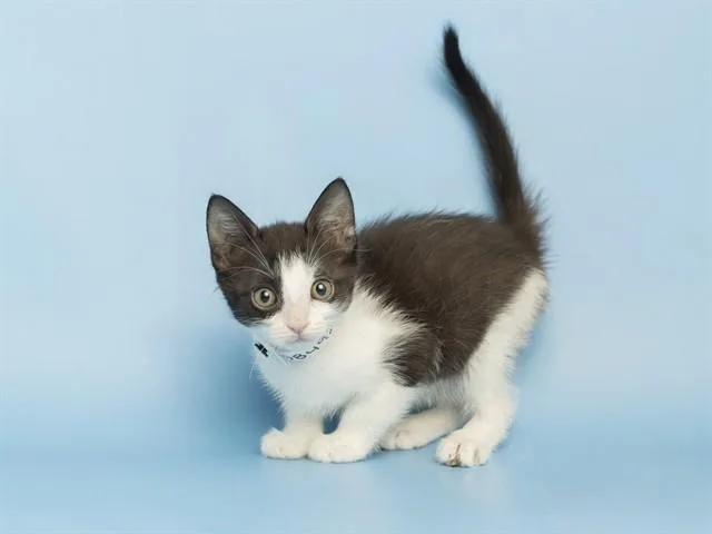 A baby small-sized female Domestic Short Hair cat named Flora for adoption in Phoenix, AZ