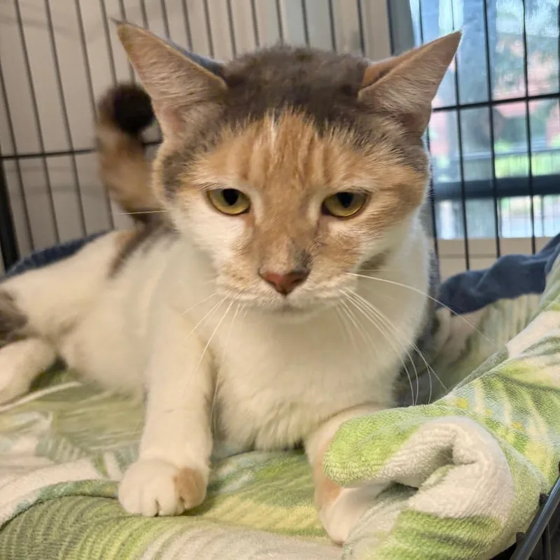 An adult medium-sized female Calico Domestic Short Hair cat named Bahama Mama for adoption in East Hampton, NY