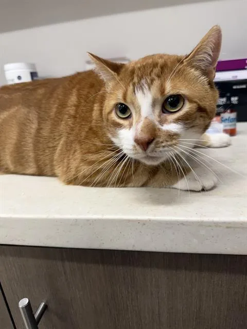 An adult large-sized male Domestic Short Hair cat named Minguis for adoption in Baytown, TX