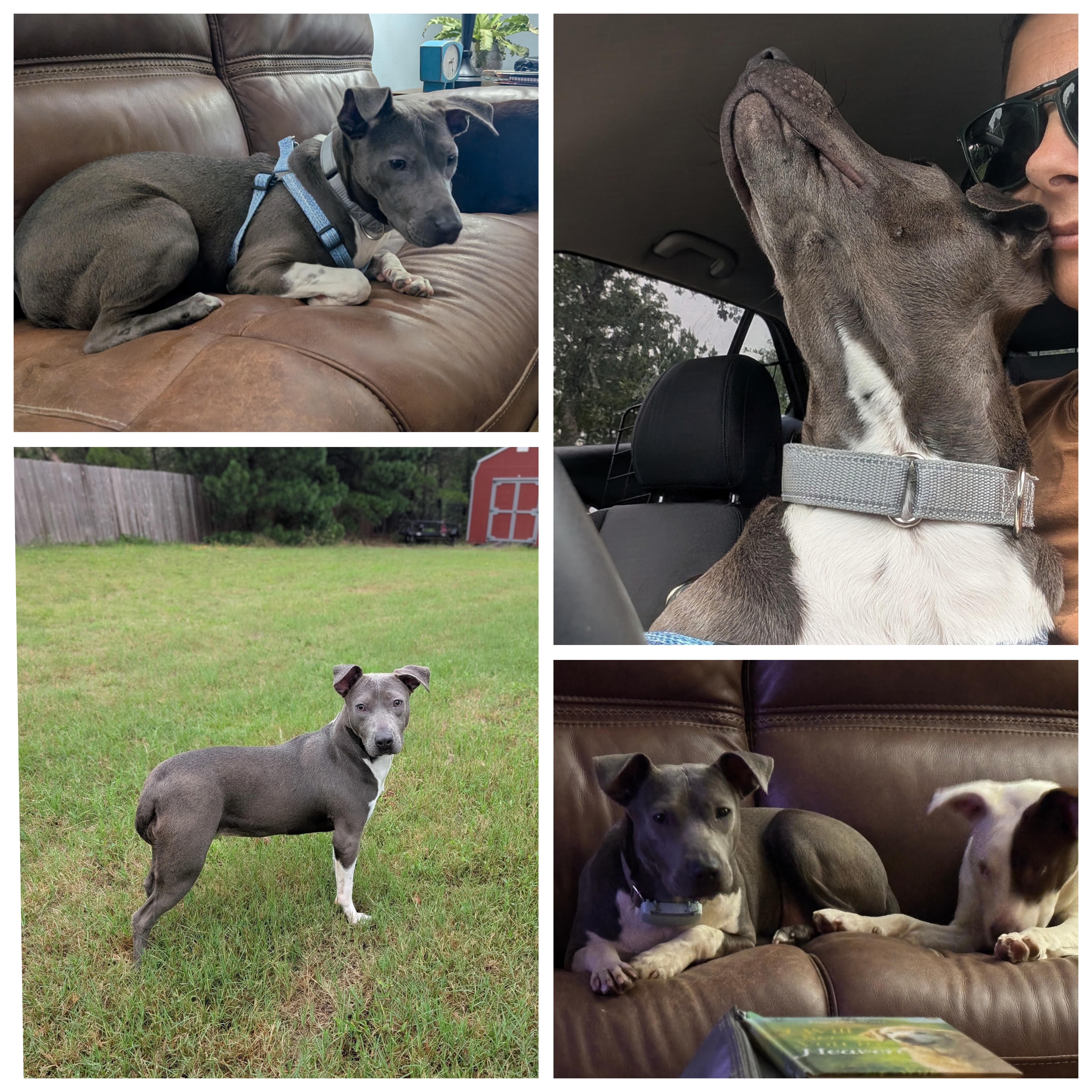 A young medium-sized female Gray / Blue / Silver Mixed Breed dog named Maya for adoption in Bastrop, TX