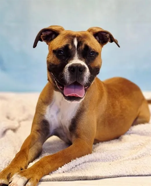 A young small-sized male Boxer dog named Kade for adoption in Statesville, NC