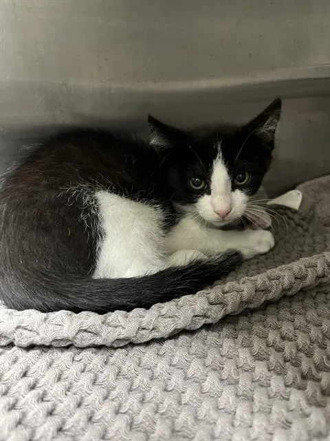 A baby small-sized male Domestic Short Hair cat named Pluto for adoption in Chula Vista, CA