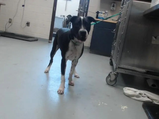 A young large-sized female Labrador Retriever dog named Angel for adoption in Fayetteville, NC