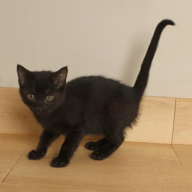 A baby small-sized male Black Domestic Short Hair cat named Clover C for adoption in Minnetonka, MN
