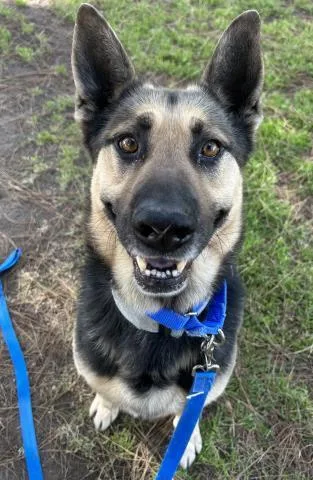 Zeus  Longtime Resident!