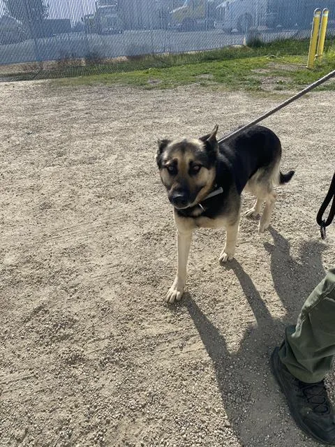 Zeus  Longtime Resident! thumbnail 2