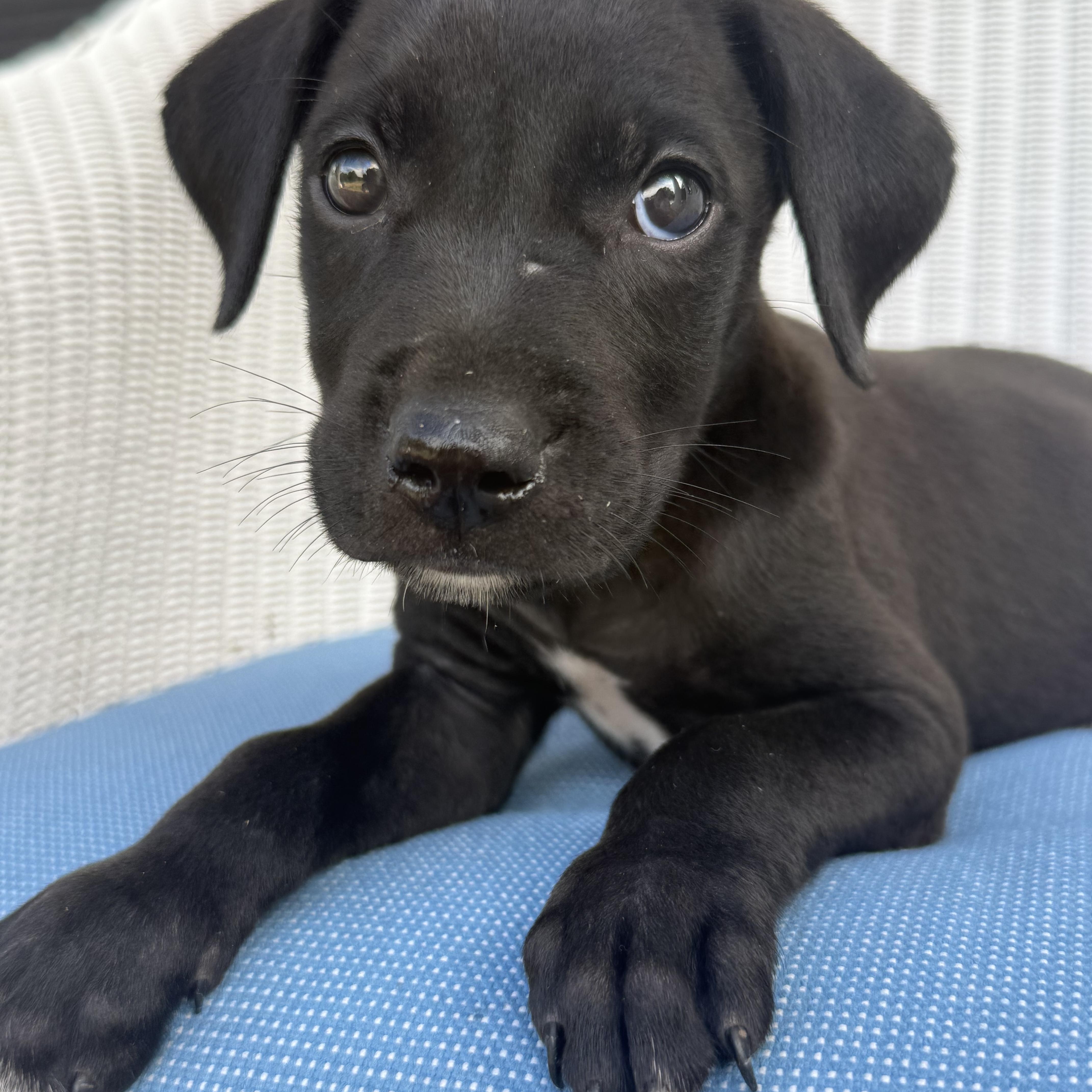 Mia
