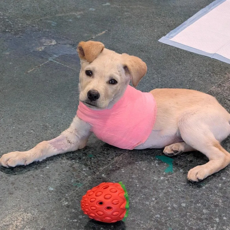 A young large-sized female Yellow Labrador Retriever dog named Tula for adoption in Chico, CA