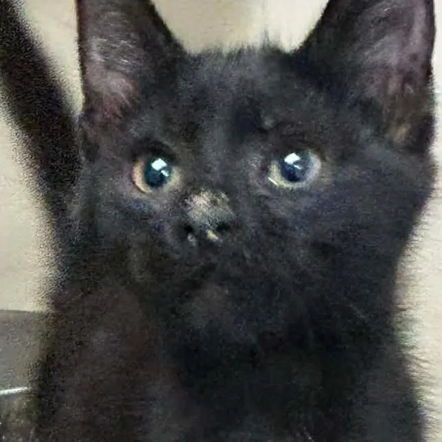 A baby small-sized female Black Domestic Short Hair cat named Wiress for adoption in Madill, OK