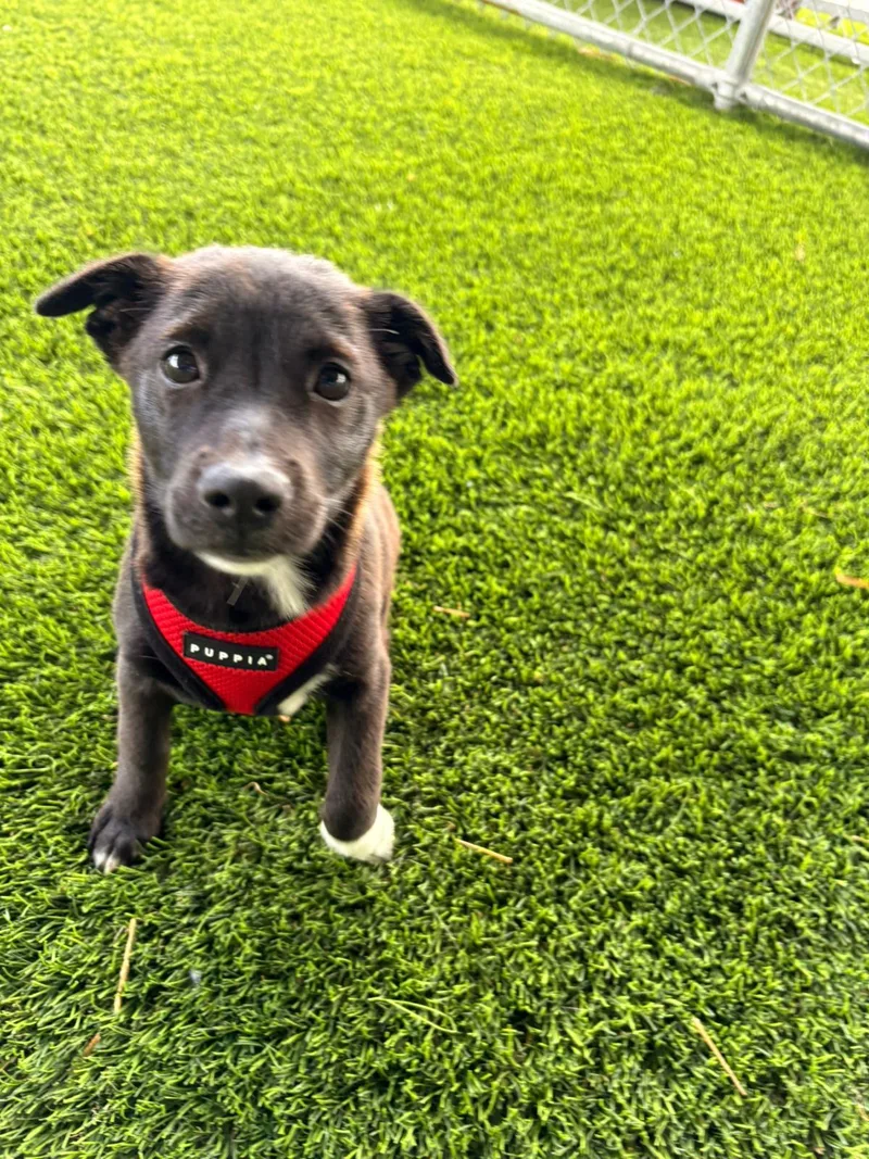 A baby medium-sized female Mixed Breed dog named Bean for adoption in Brooklyn, NY