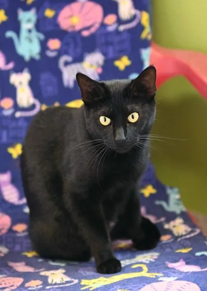 An adult medium-sized female Domestic Short Hair cat named Raven for adoption in Baton Rouge, LA