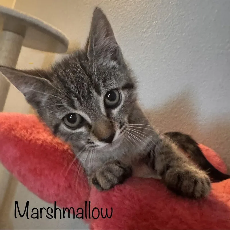 A baby small-sized male Brown / Chocolate Domestic Short Hair cat named Marshmallow for adoption in TITUSVILLE, FL