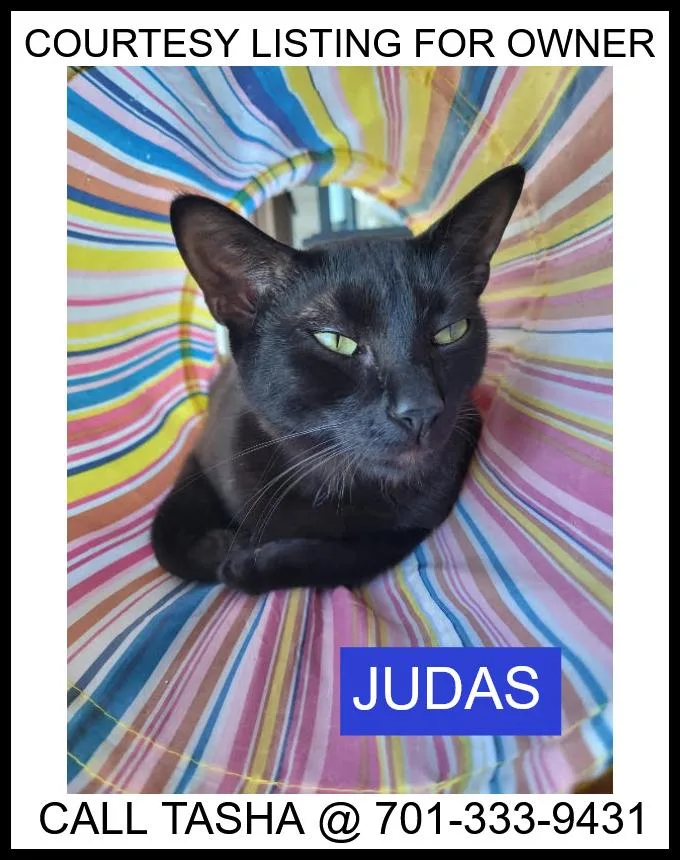 An adult medium-sized female Black Domestic Short Hair cat named Judas  Courtesy Listing for adoption in Valley City, ND