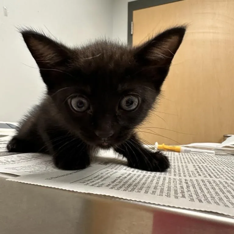 A baby small-sized female Black Domestic Short Hair cat named Aegon for adoption in Jacksonville, FL