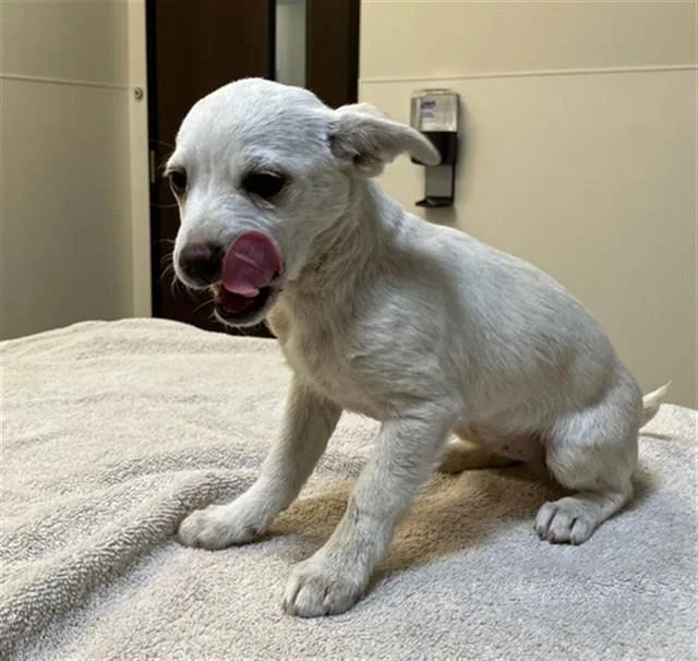 A baby small-sized female Chihuahua dog named Cappo for adoption in San Luis Obispo, CA