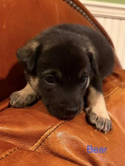 Little Bear