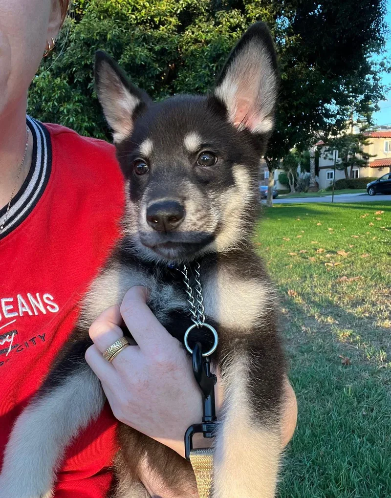 A baby small-sized male Black German Shepherd Dog dog named Maverick for adoption in Los Angeles, CA
