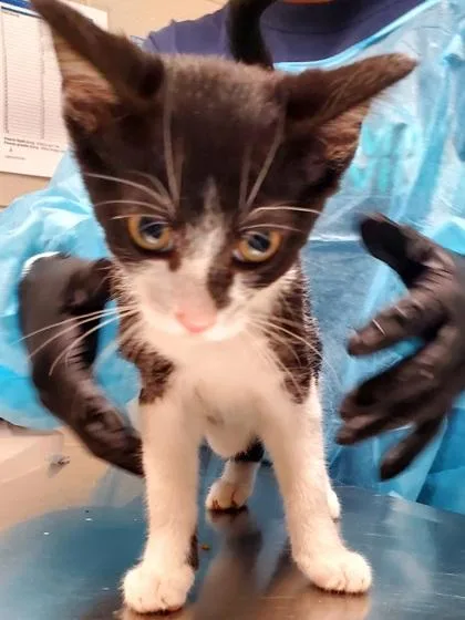 A baby small-sized female Domestic Short Hair cat named Sparkling for adoption in Fairfax, VA