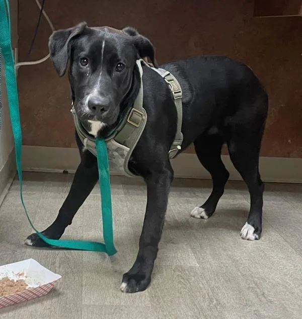 A young large-sized female Labrador Retriever dog named Liddle for adoption in San Diego, CA