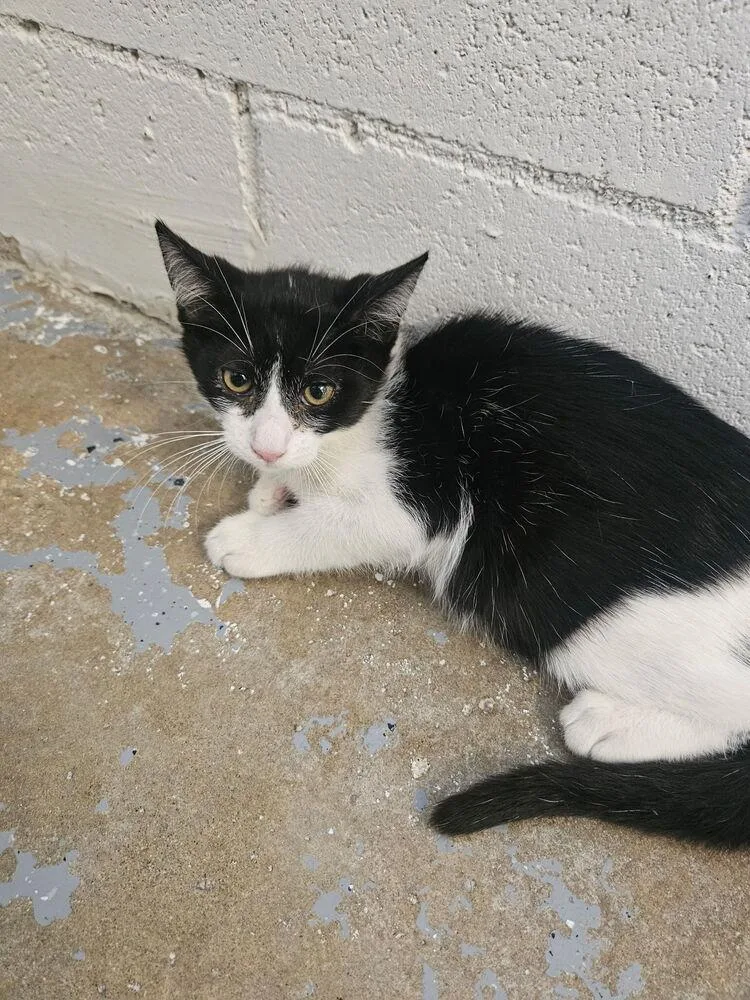 A young small-sized female Black & White / Tuxedo Domestic Short Hair cat named Lacy for adoption in Ontario, CA