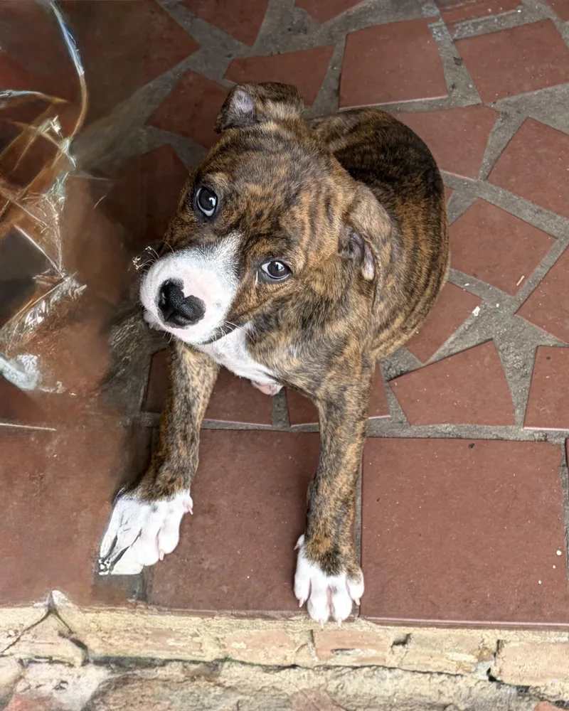 A baby medium-sized female Brindle Terrier dog named Sassy for adoption in Seale, AL