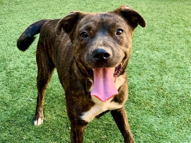 A young medium-sized female Pit Bull Terrier dog named SAVE ME PLEASE Alene for adoption in San Marcos, CA