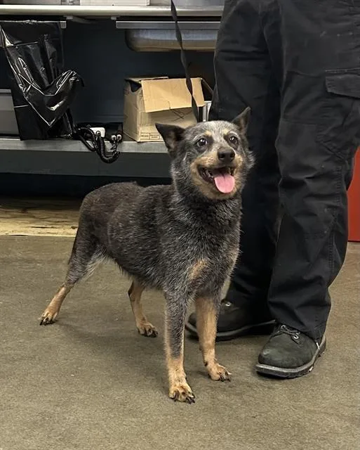 An adult medium-sized female Australian Cattle Dog / Blue Heeler dog named Betty White for adoption in San Antonio, TX
