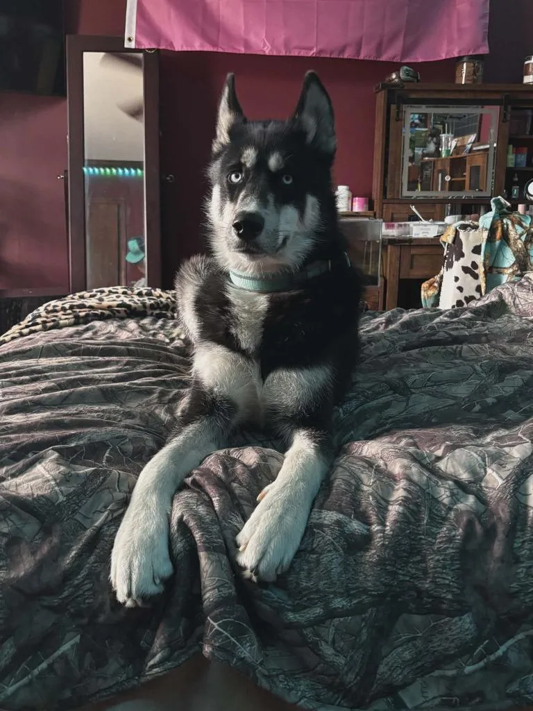 A young medium-sized male German Shepherd Dog dog named Hunter for adoption in sun prairie, WI