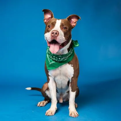 An adult large-sized male Pit Bull Terrier dog named Dolce for adoption in Atlanta, GA