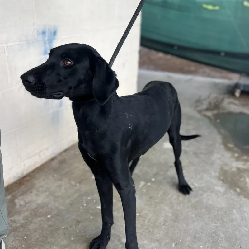 An adult medium-sized female Black Labrador Retriever dog named Mystique for adoption in Edinburg, TX