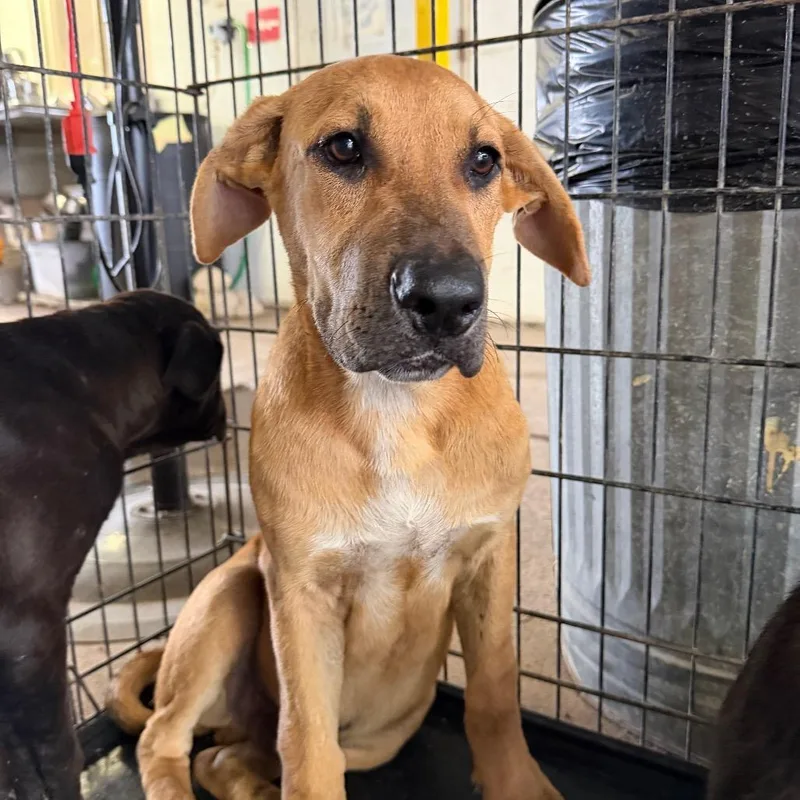 A baby medium-sized male Brown / Chocolate Pit Bull Terrier dog named Eiffel for adoption in Edinburg, TX