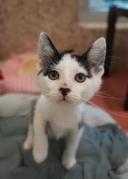 A young small-sized male Domestic Short Hair cat named Vacuum for adoption in Aiken, SC
