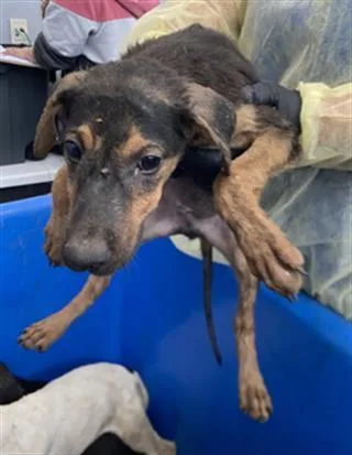 A baby large-sized male Mixed Breed dog named Donald for adoption in Dallas, TX