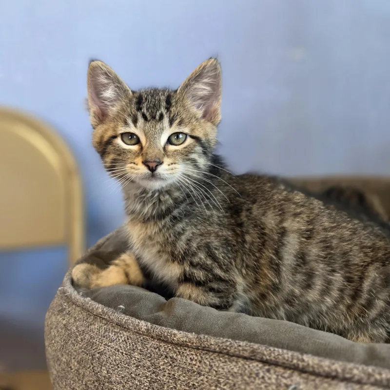 A baby small-sized male Tabby (Brown / Chocolate) Domestic Short Hair cat named Are You Listening Yet for adoption in Brookings, SD
