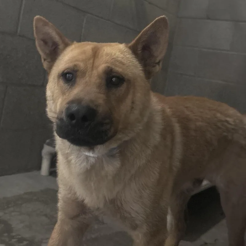 Kona