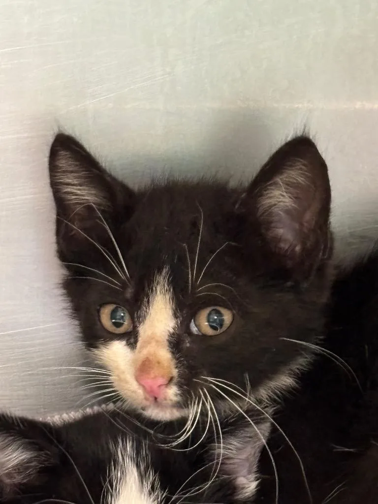 A baby small-sized male Domestic Short Hair cat named House for adoption in Belton, TX