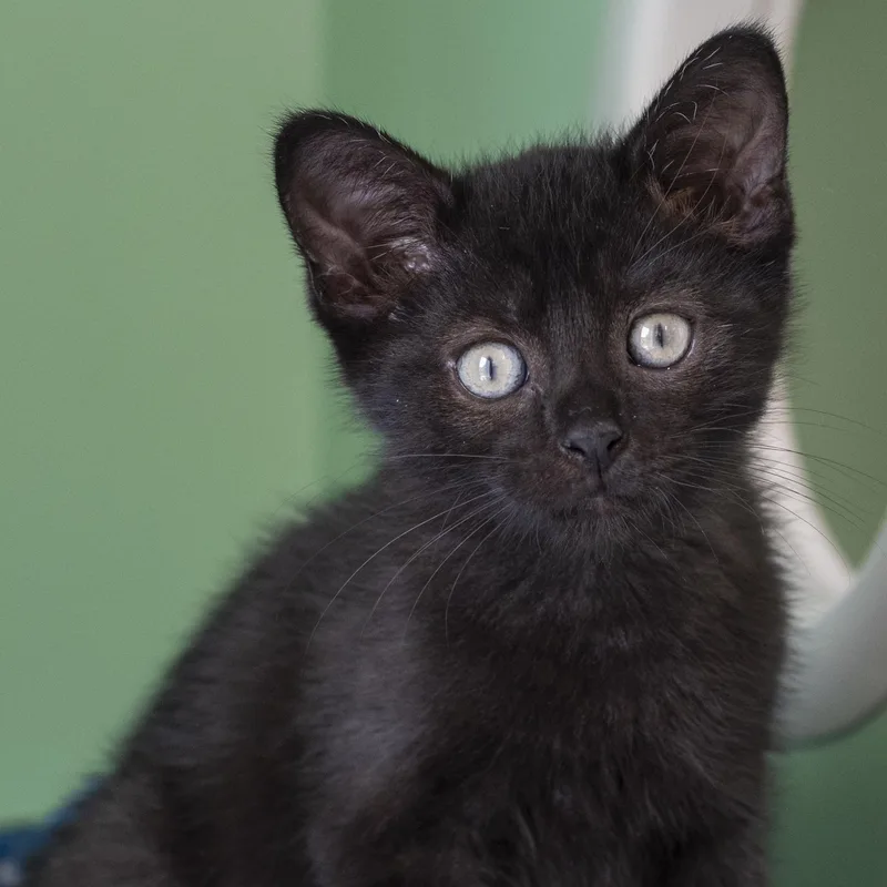 A baby medium-sized male Black Domestic Short Hair cat named Tony for adoption in Pontiac, MI